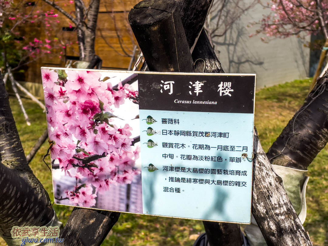 新竹公園櫻花季賞櫻