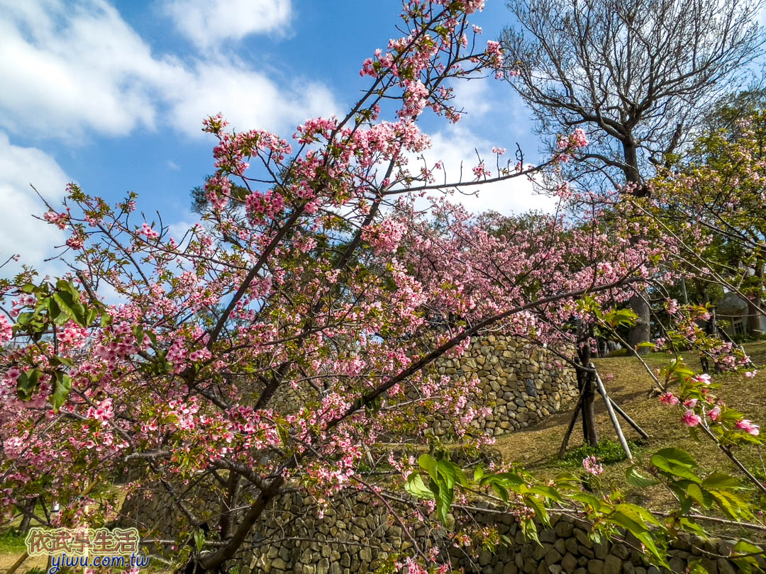 新竹公園櫻花季賞櫻