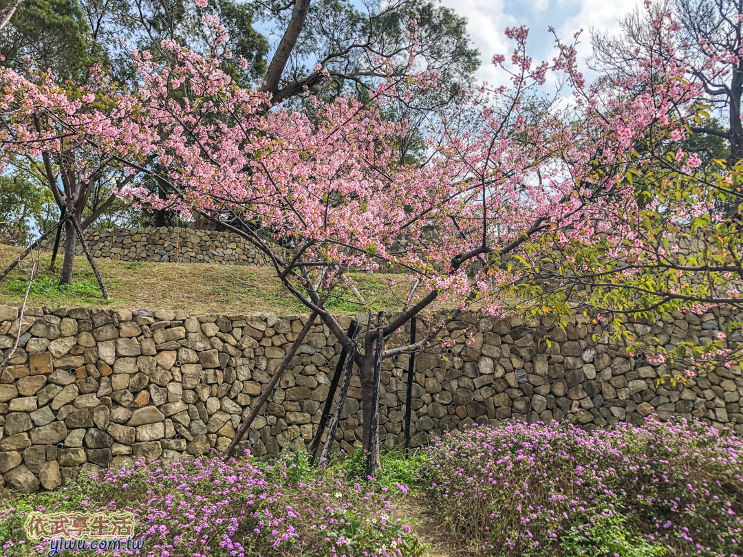 新竹公園櫻花季賞櫻