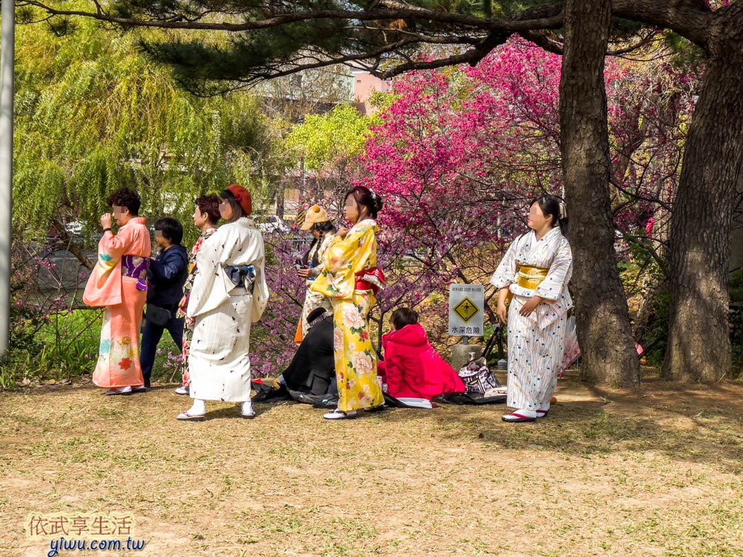 新竹公園櫻花季賞櫻