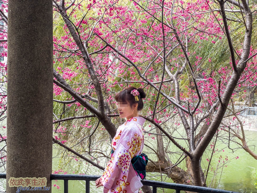 新竹公園櫻花季賞櫻