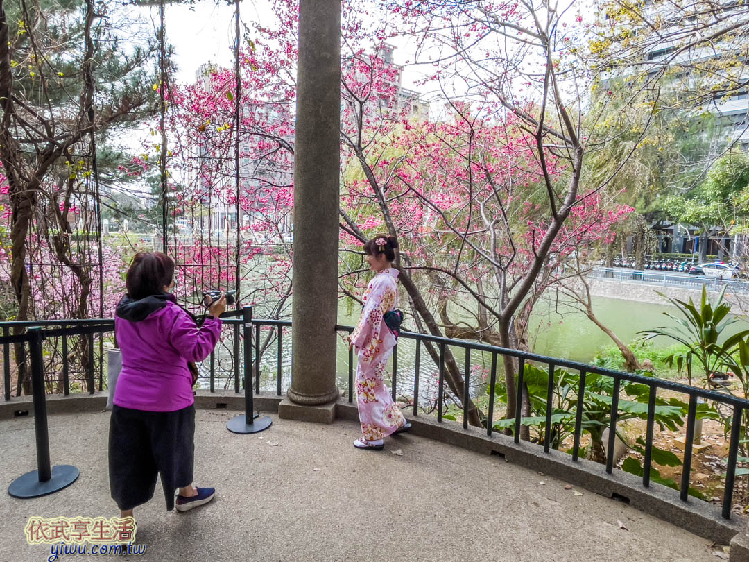 新竹公園櫻花季賞櫻