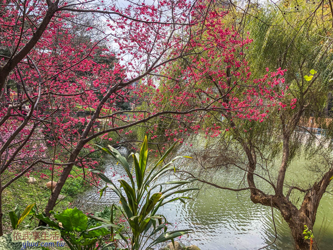 新竹公園櫻花季賞櫻
