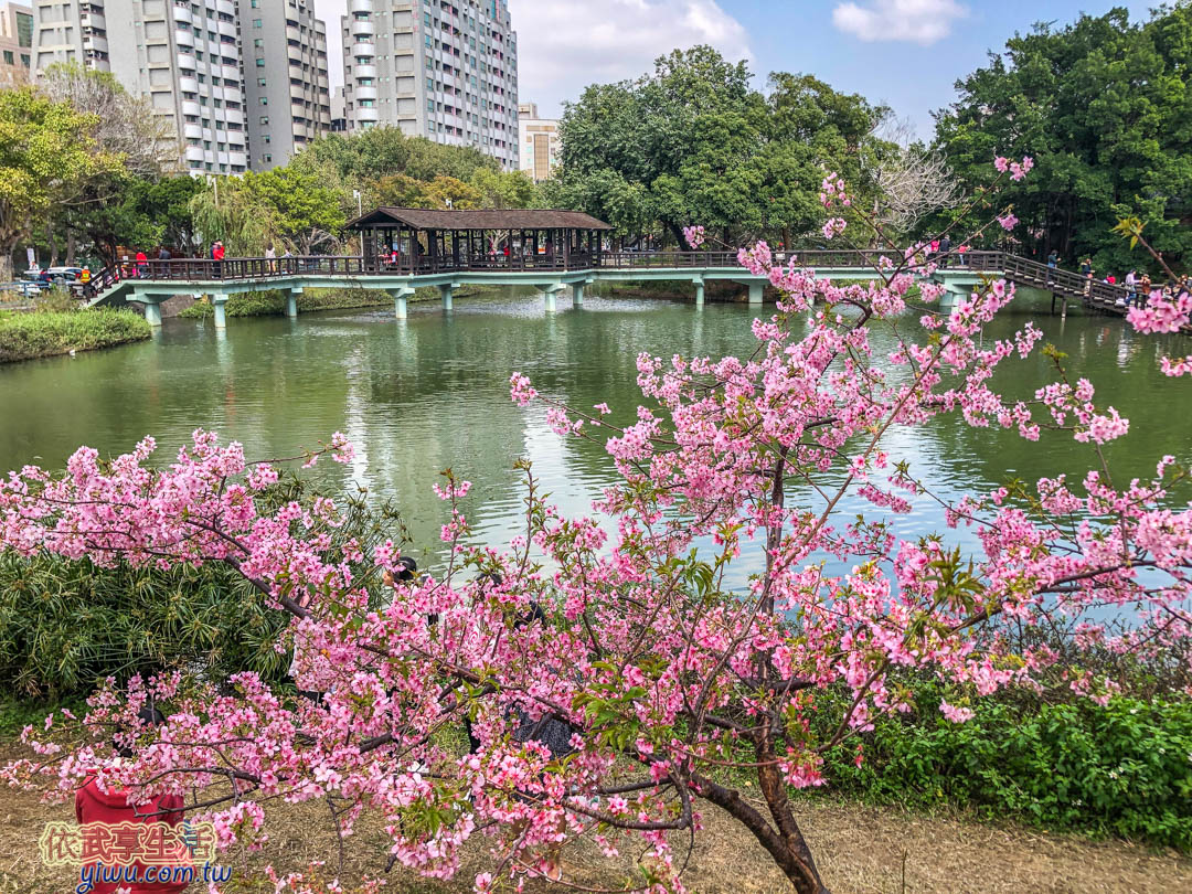 新竹公園櫻花季賞櫻
