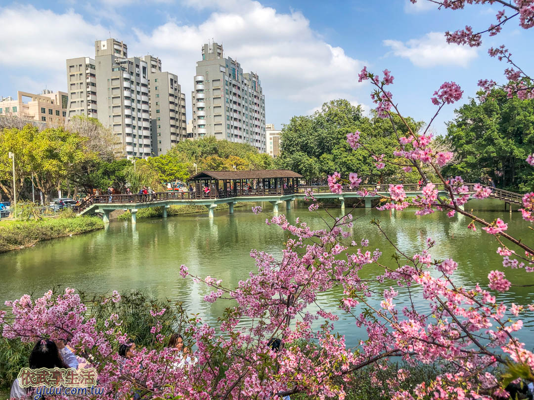 新竹公園櫻花季賞櫻