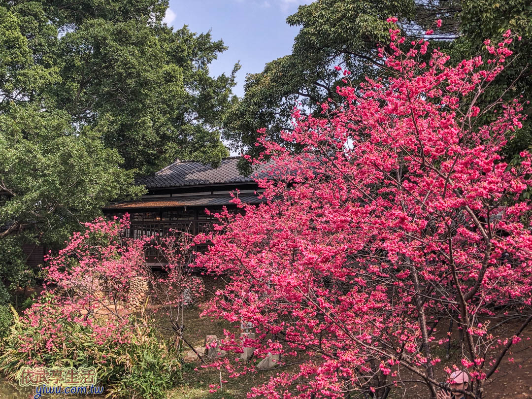 新竹公園櫻花季賞櫻