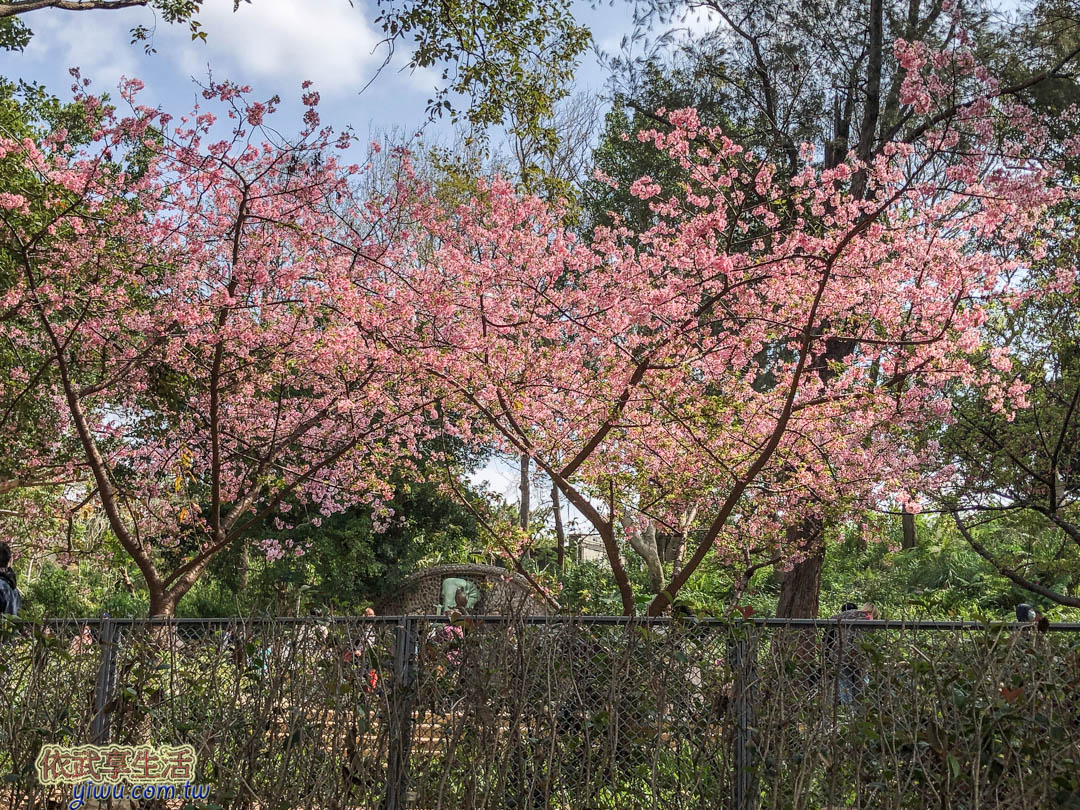 新竹公園櫻花季賞櫻