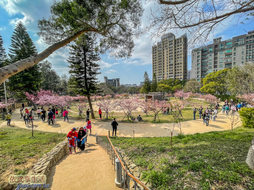 新竹公園櫻花季賞櫻