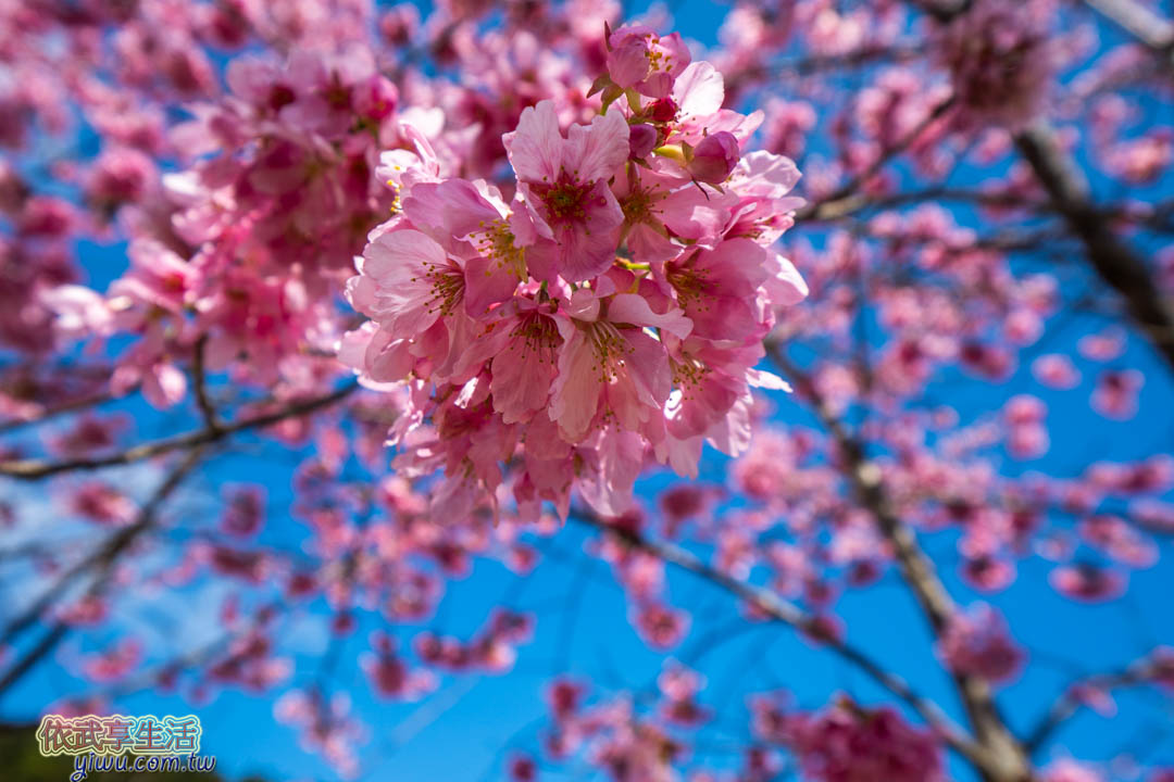 櫻花季時間