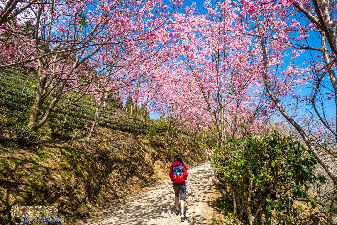 山上人家