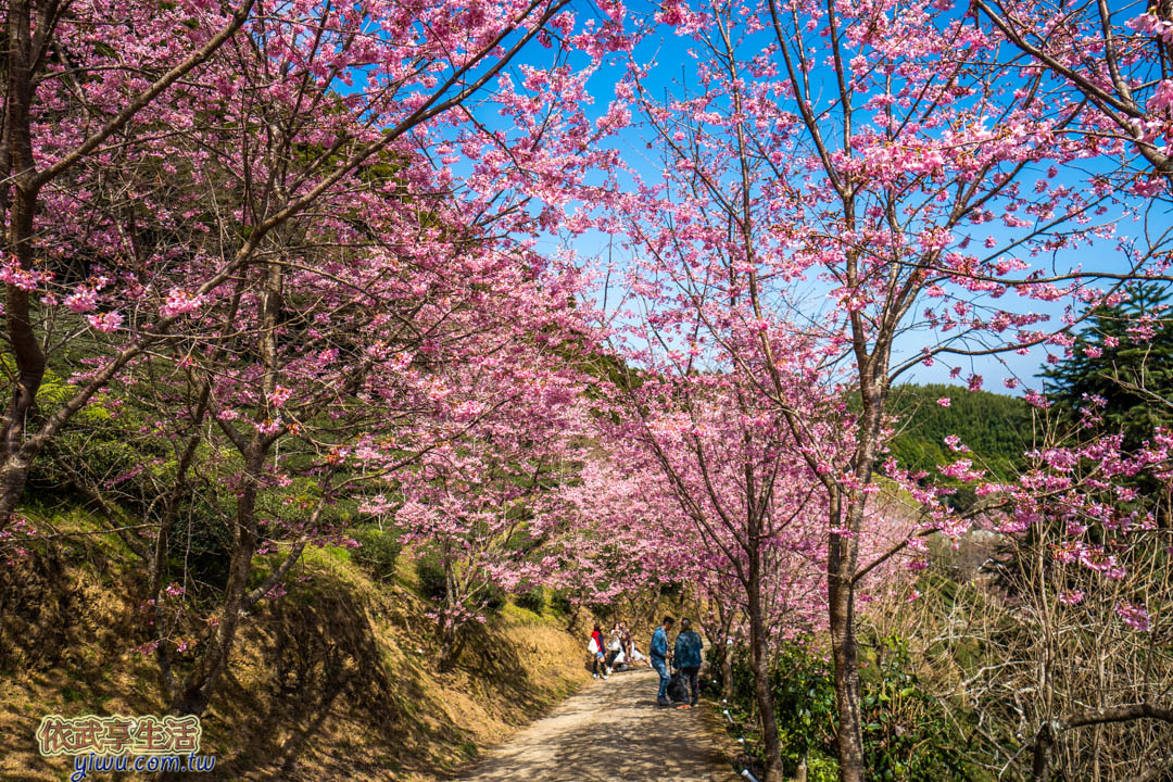 山上人家