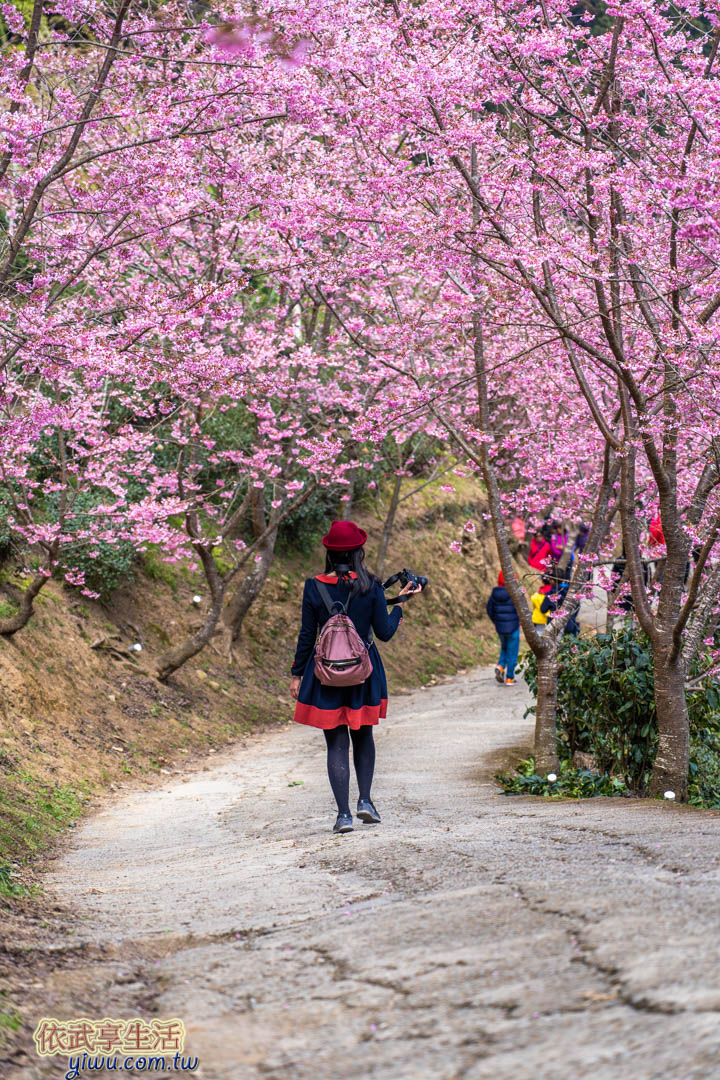 山上人家