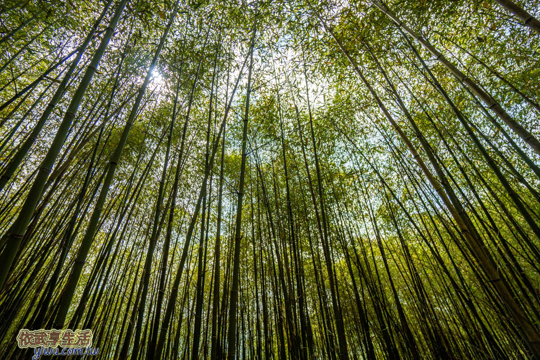 烏嘎彥竹林