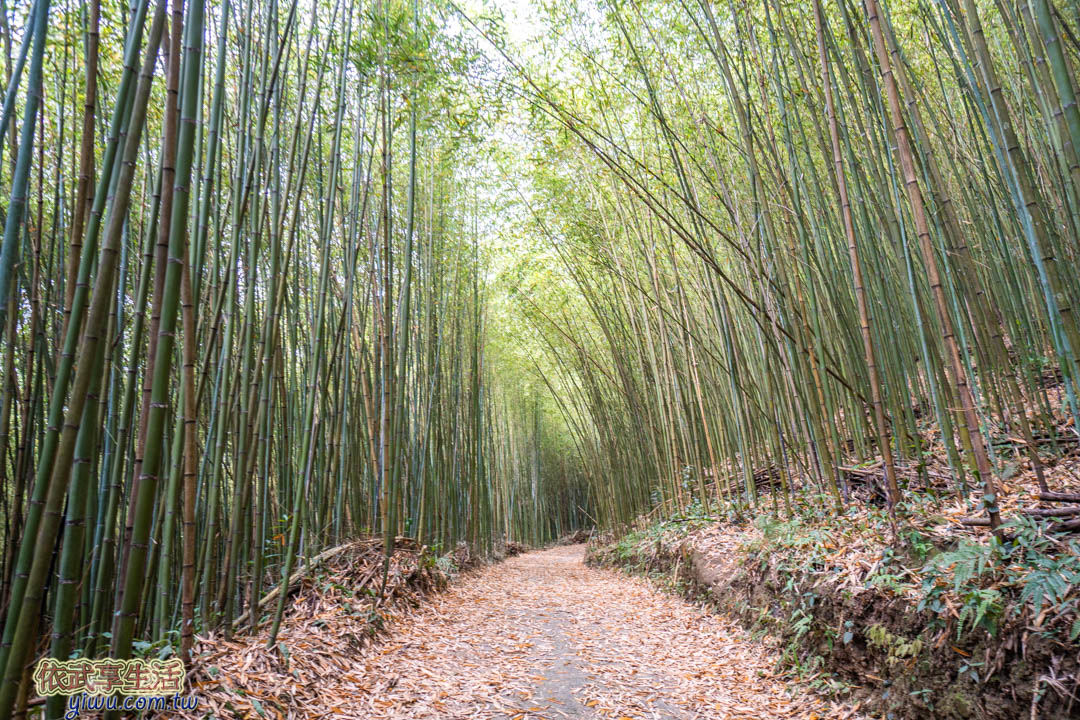 烏嘎彥竹林
