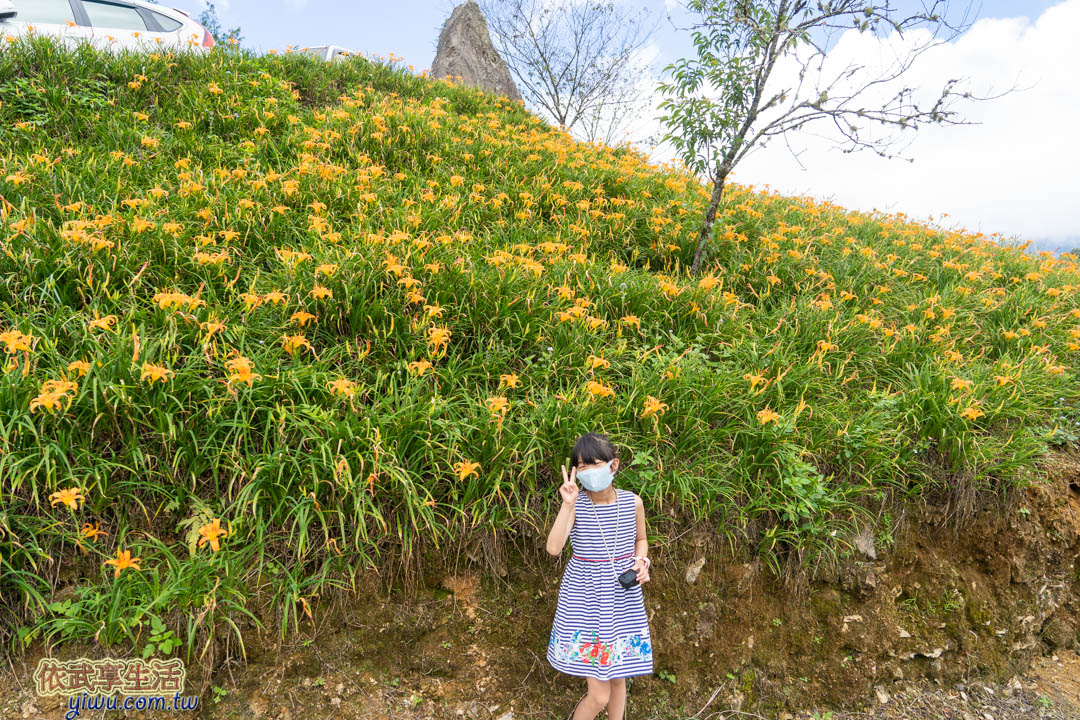 太麻里金針花