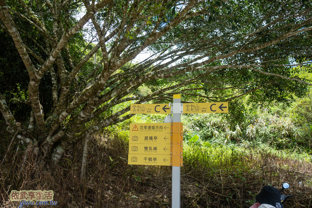 台東金針花