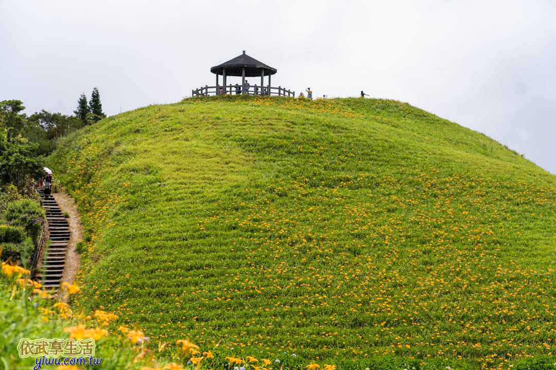 台東金針花