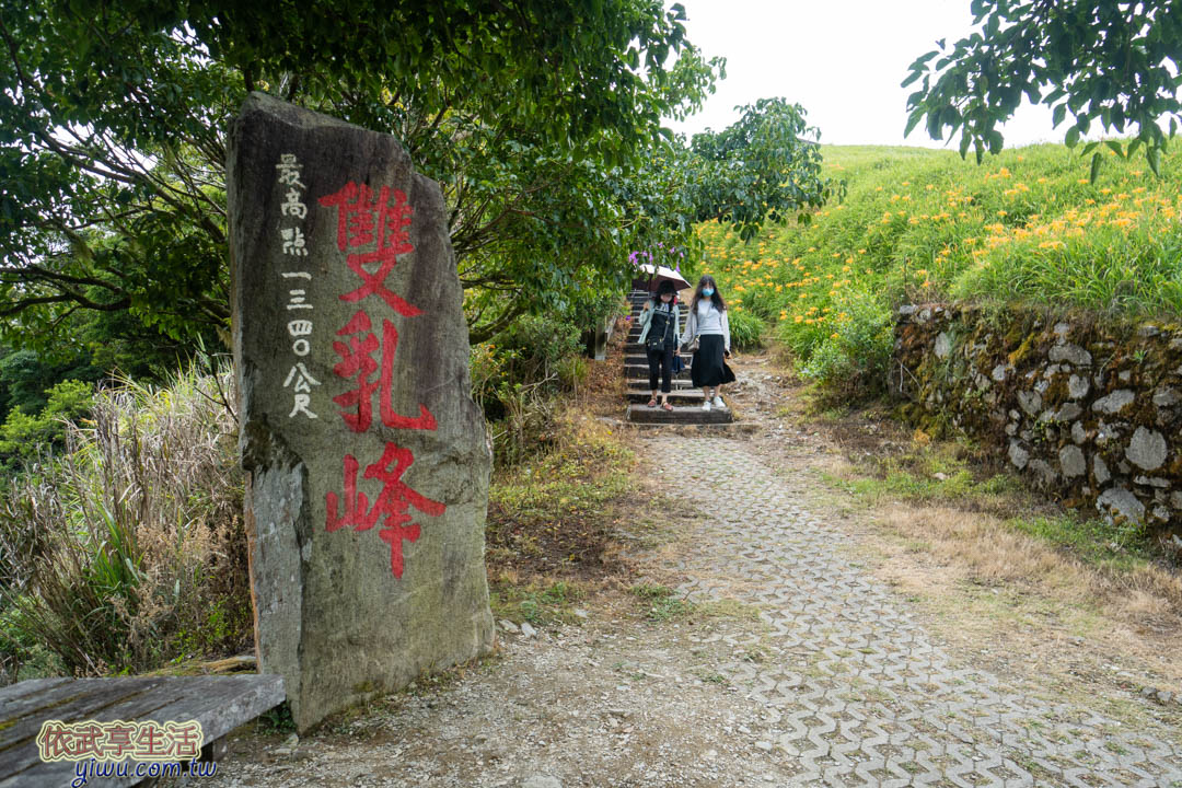 台東金針花