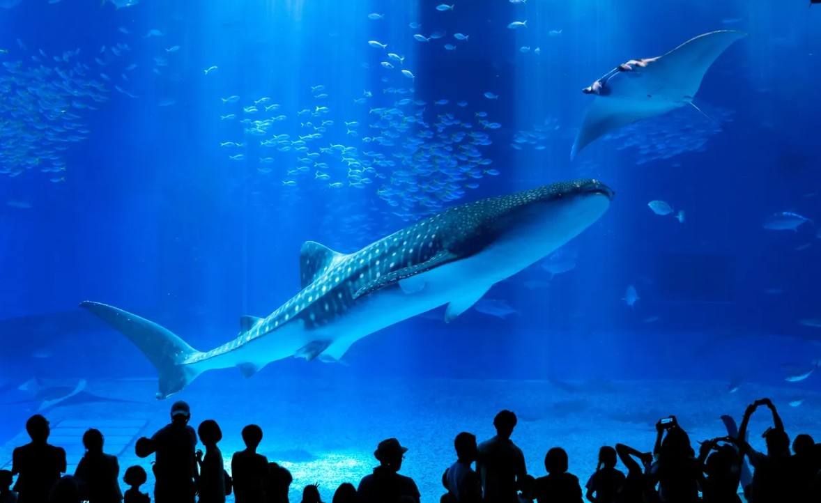 沖繩美麗海水族館