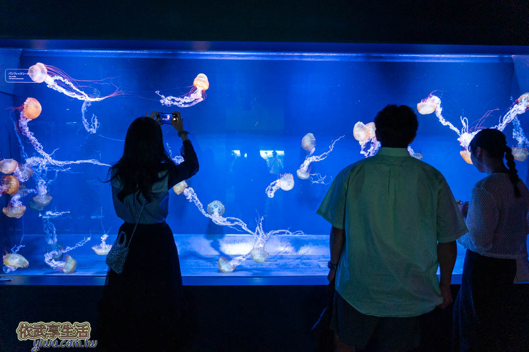 墨田水族館