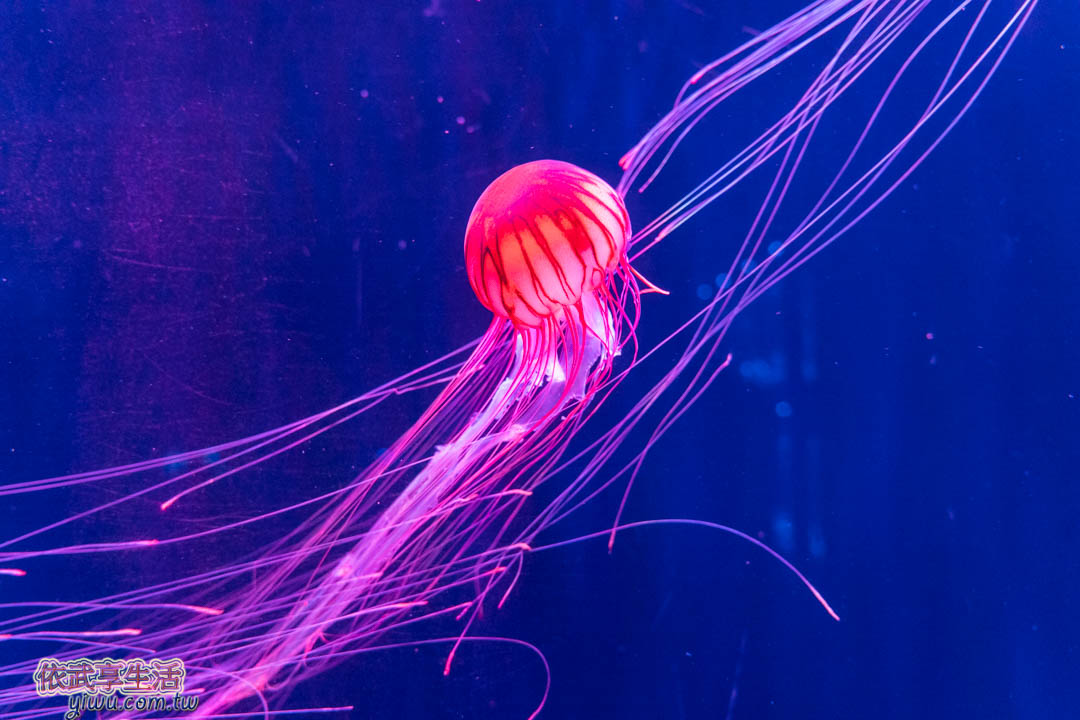 墨田水族館