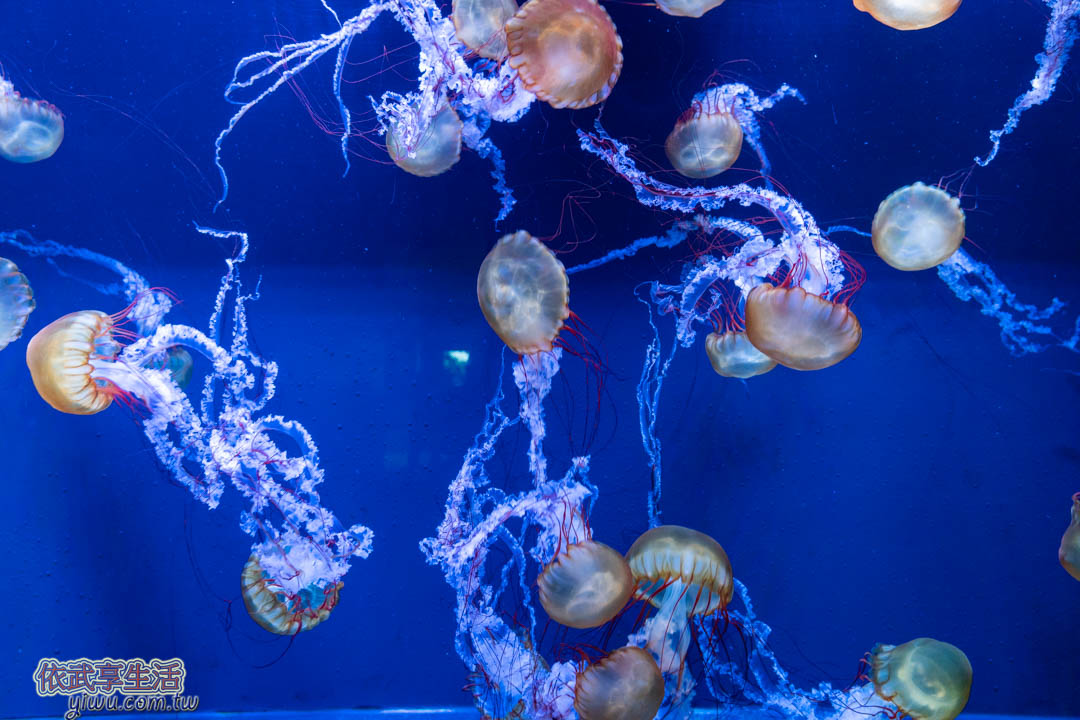 墨田水族館