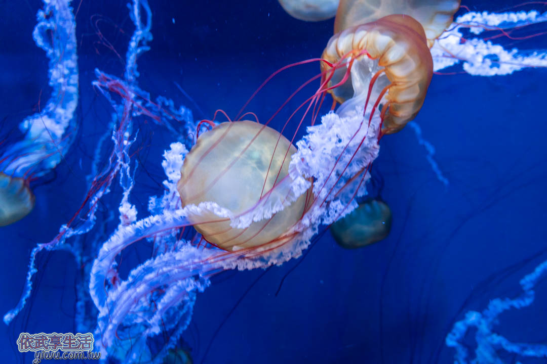 墨田水族館