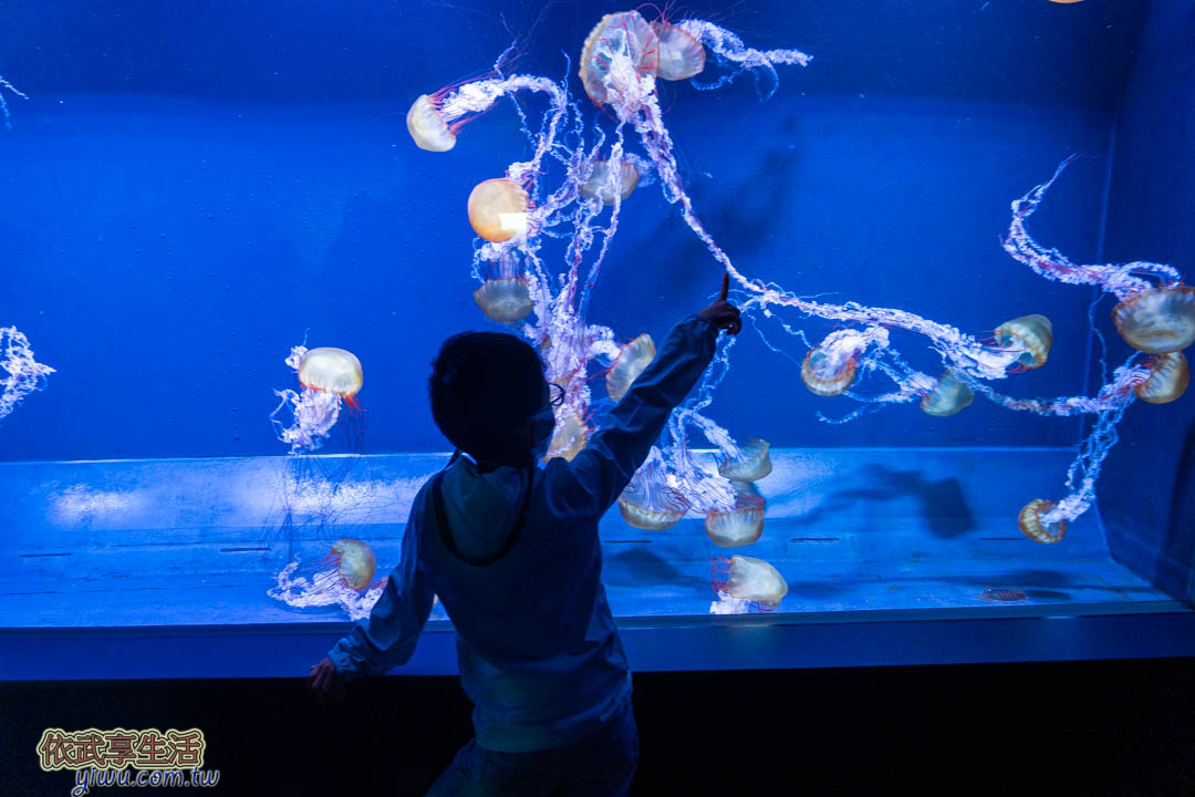墨田水族館