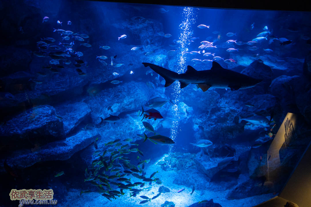 墨田水族館