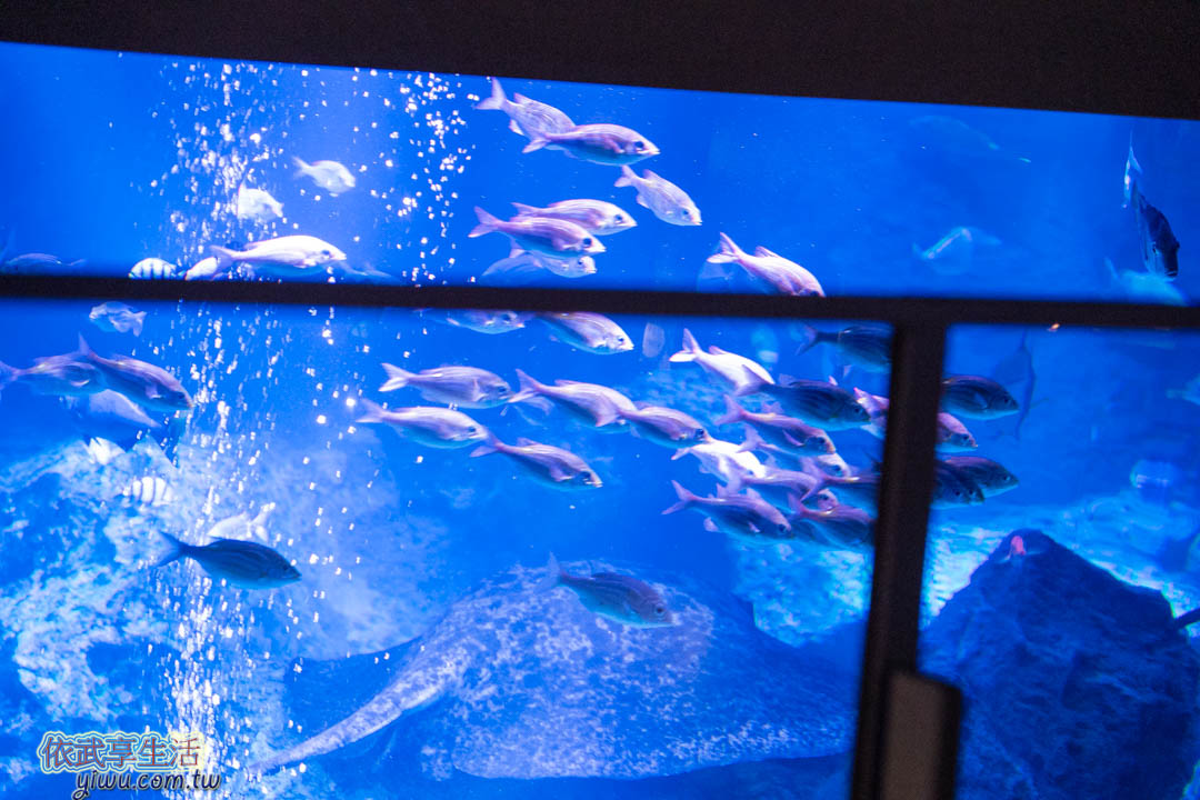 墨田水族館