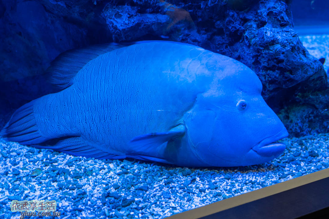 墨田水族館