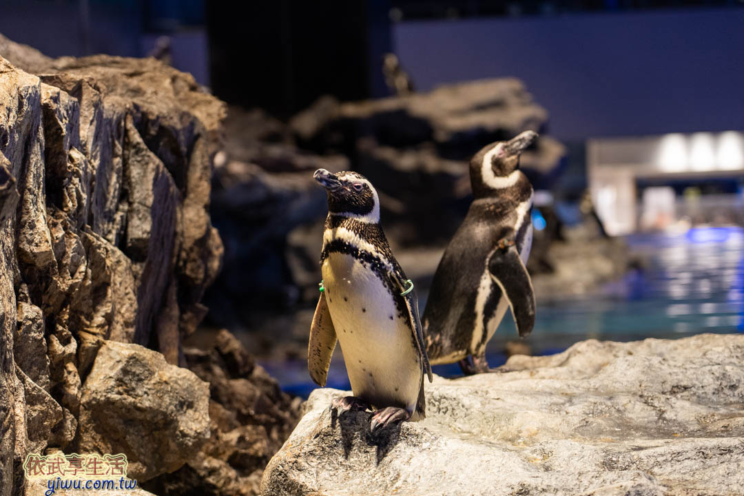 墨田水族館