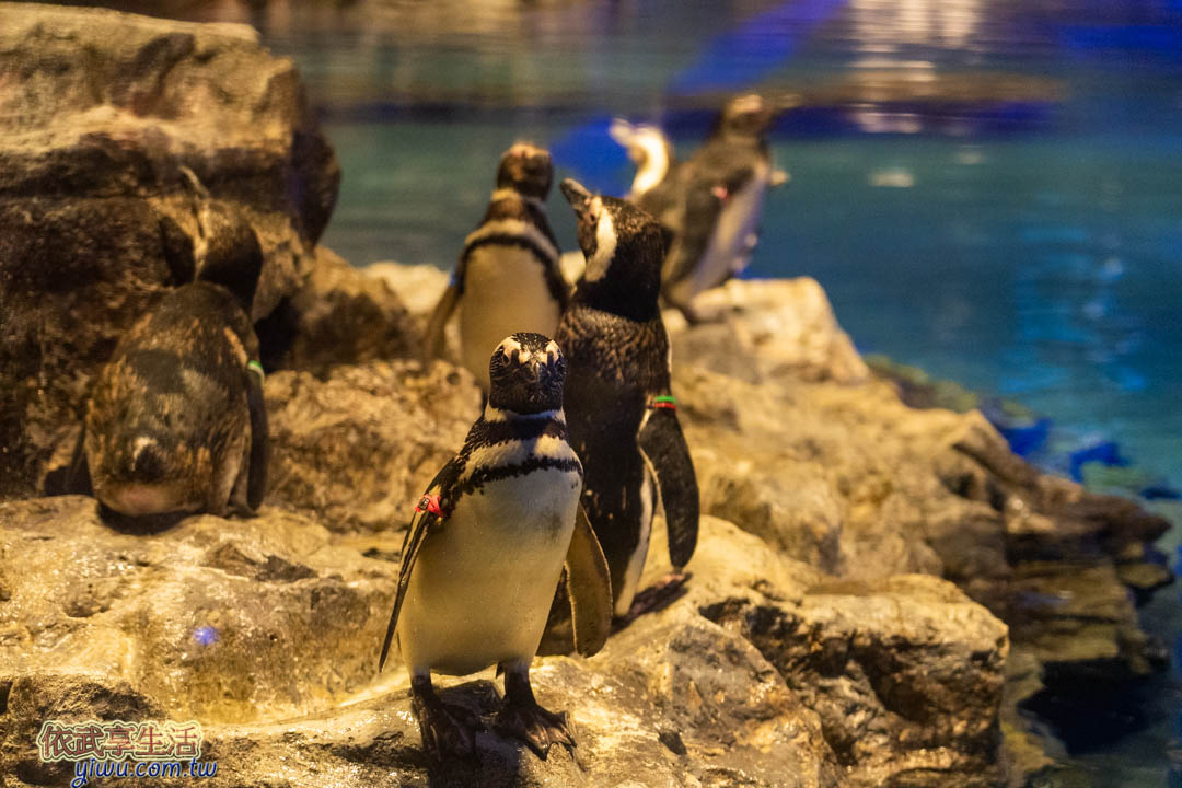 墨田水族館