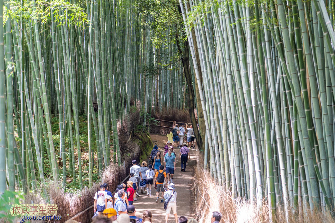 嵐山竹林