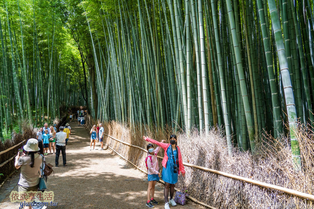 嵐山竹林