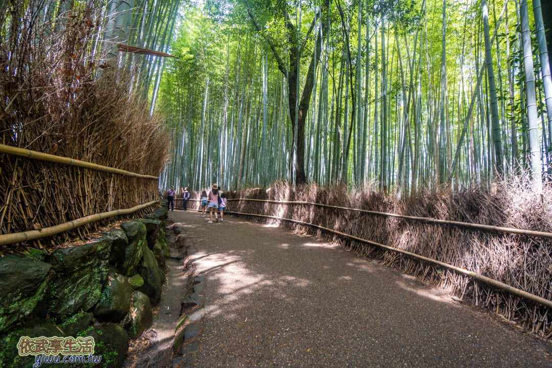 嵐山竹林