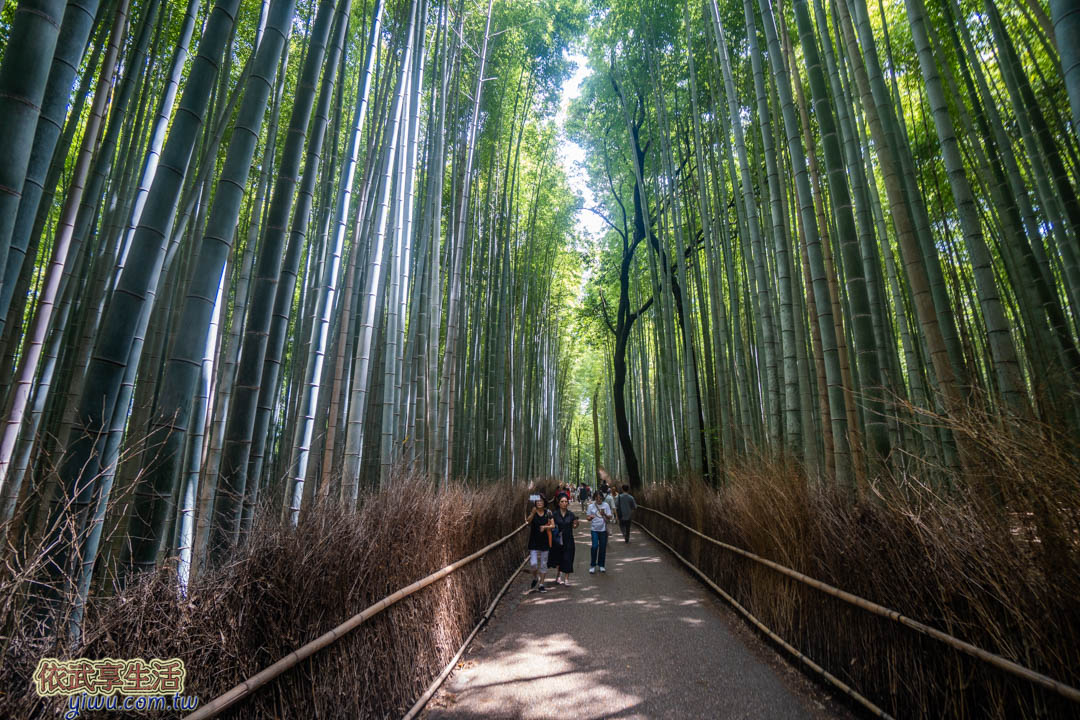 嵐山竹林