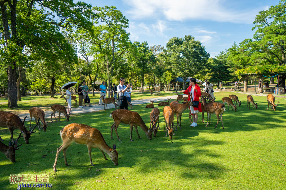 奈良公園