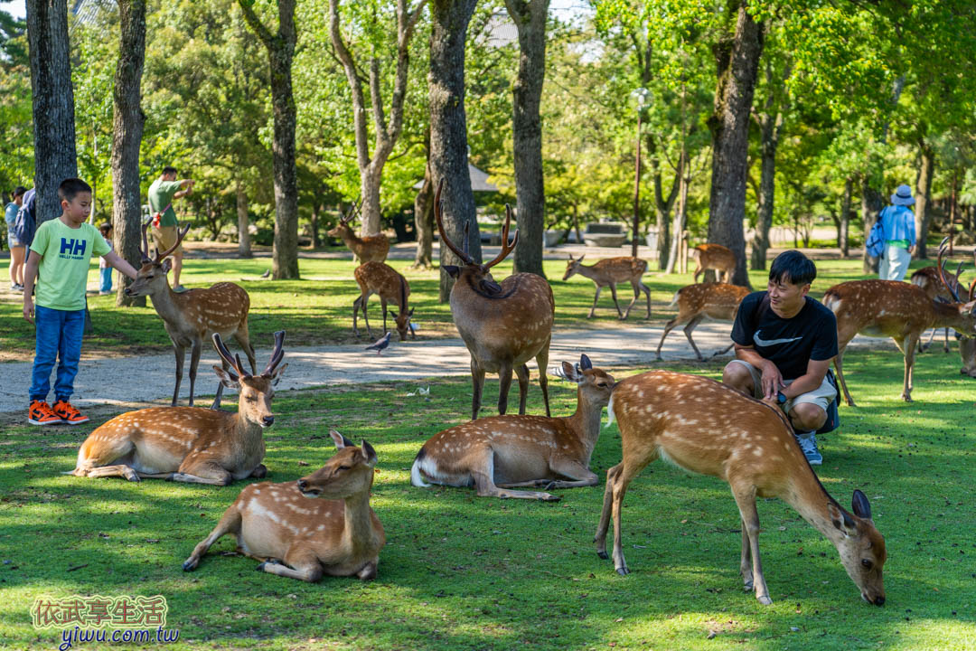 奈良公園