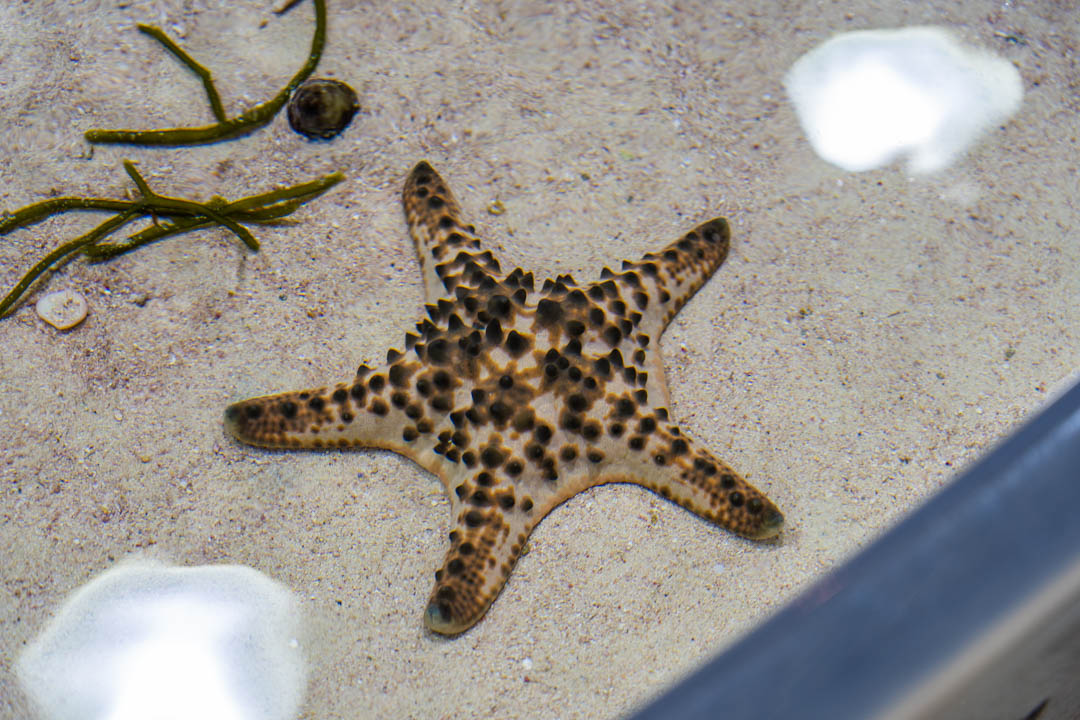 美麗海水族館