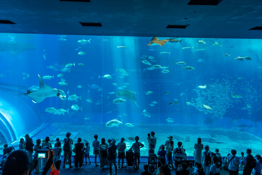 沖繩美麗海水族館