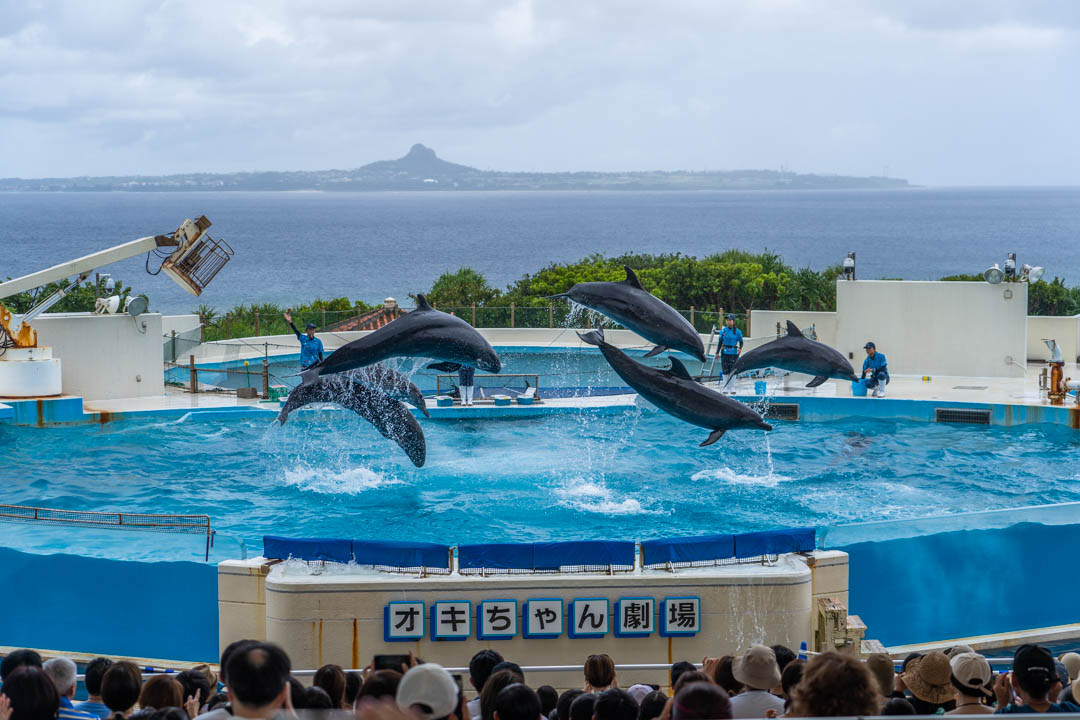 美麗海水族館海豚秀時間
