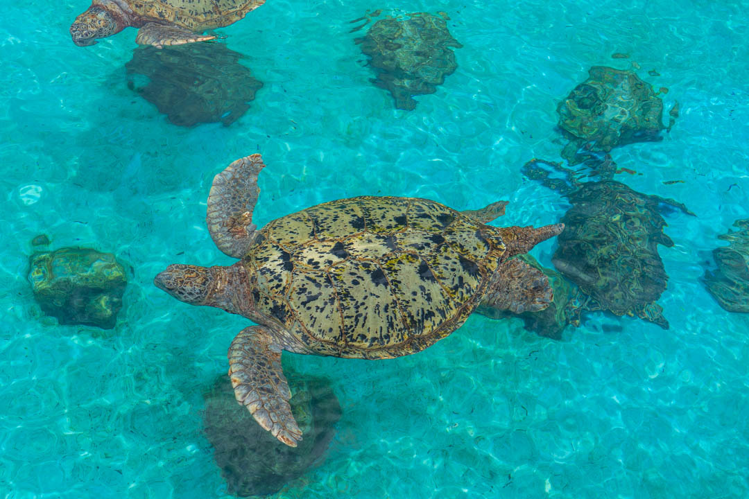 美麗海水族館