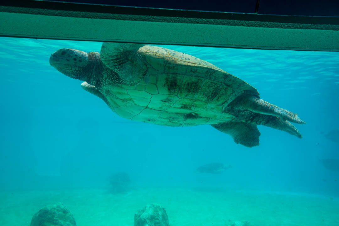 美麗海水族館