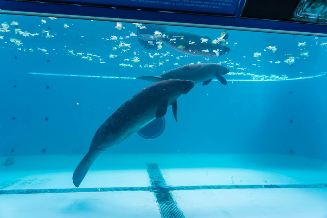 美麗海水族館