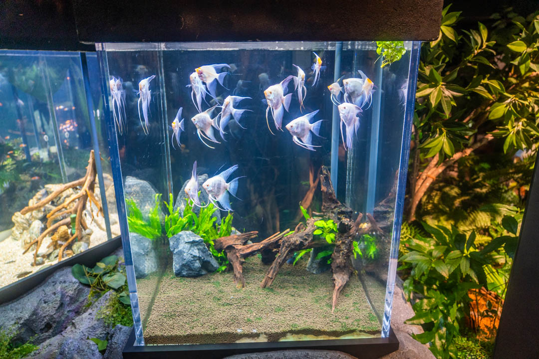 DMM水族館