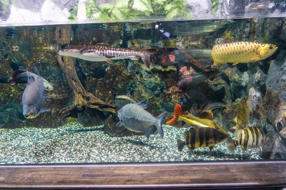 DMM水族館