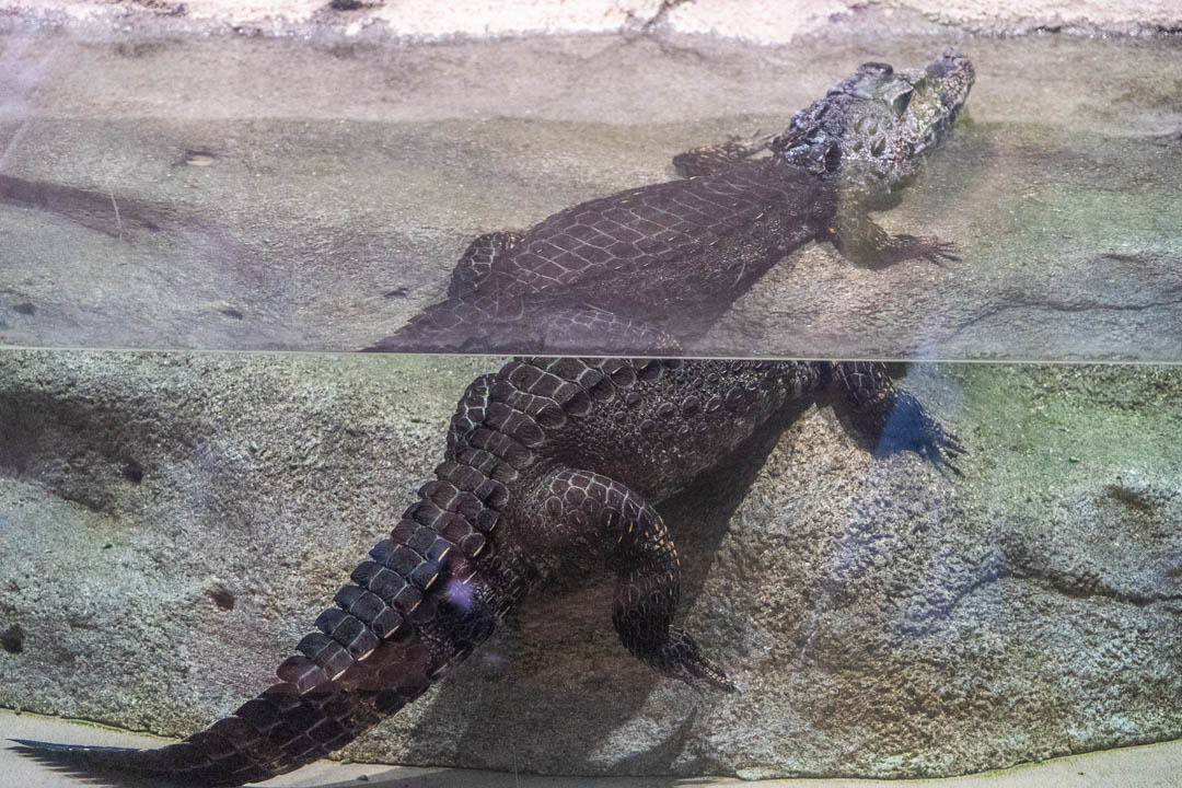 DMM水族館