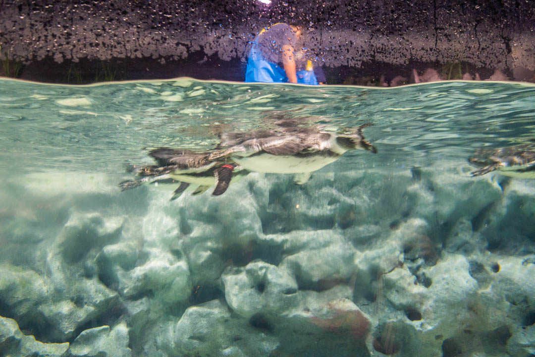 DMM水族館