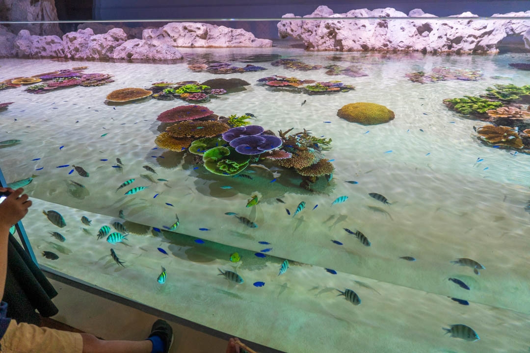 DMM水族館